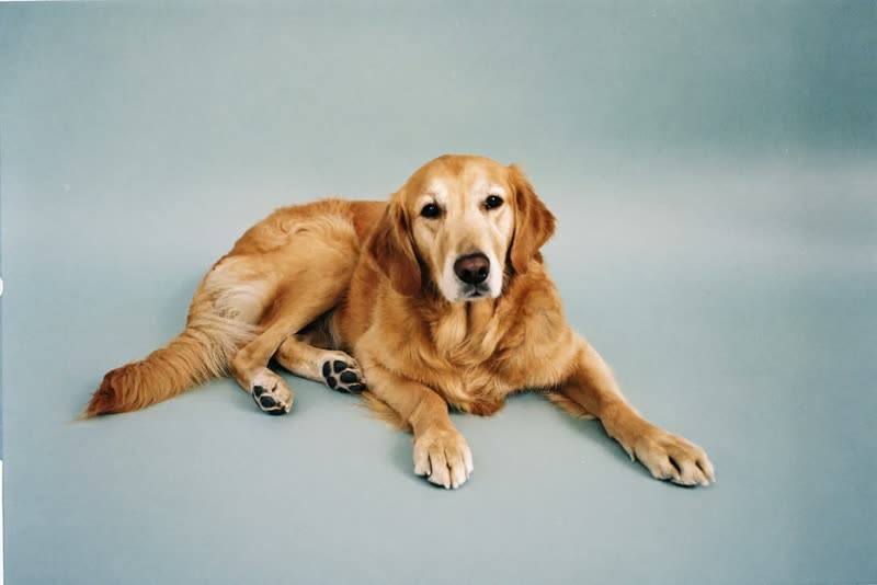 A senior retriever resting after a groom