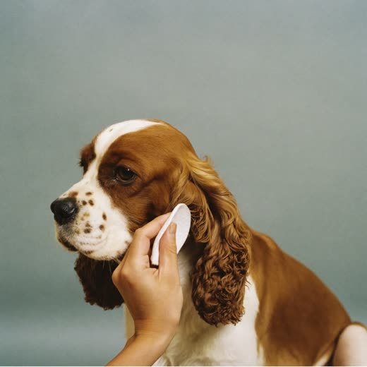 A spaniel having its ears cleaned